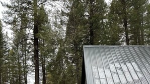 A rustic cabin with a metal roof, surrounded by tall pine trees.