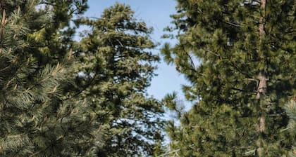 Postcard Cabins Western Catskills, Outdoor Collection by Marriott Bonvoy