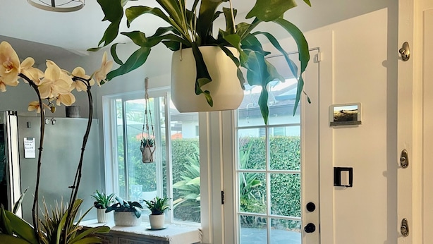 Una cocina con encimera de mármol, plantas colgantes y vista a un jardín exuberante a través de un ventanal.