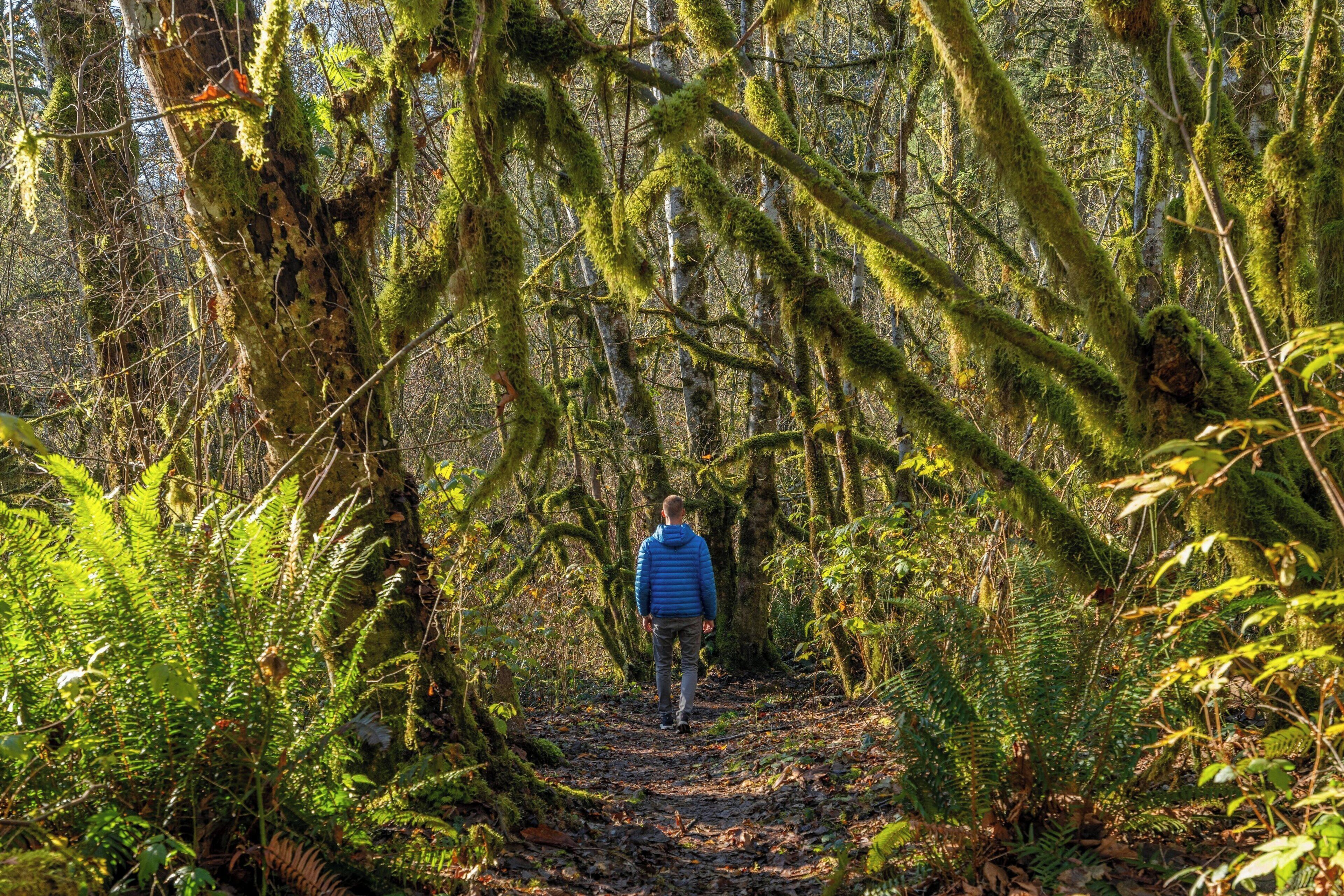 Sentiero nella foresta, una persona si allontana dalla macchina fotografica.