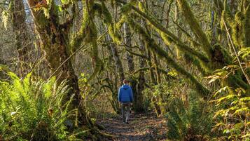 Sentiero nella foresta, una persona si allontana dalla macchina fotografica.