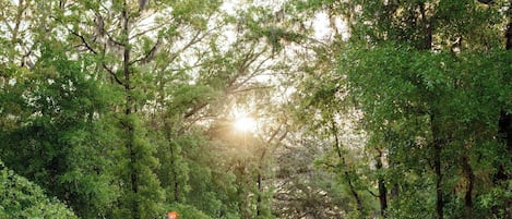 A paved pathway surrounded by dense green foliage and trees.