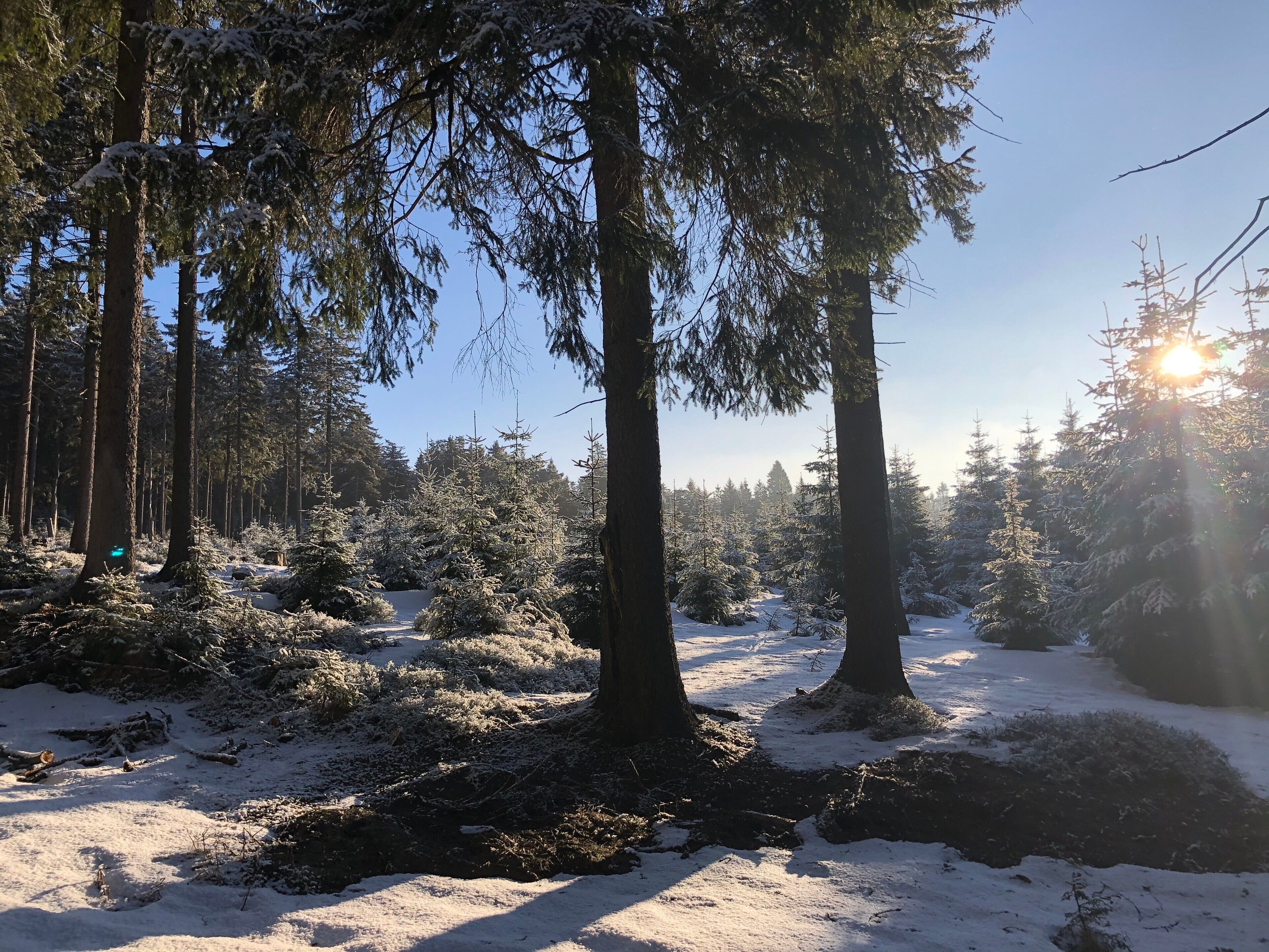 A forest with tall trees and snow-covered ground.