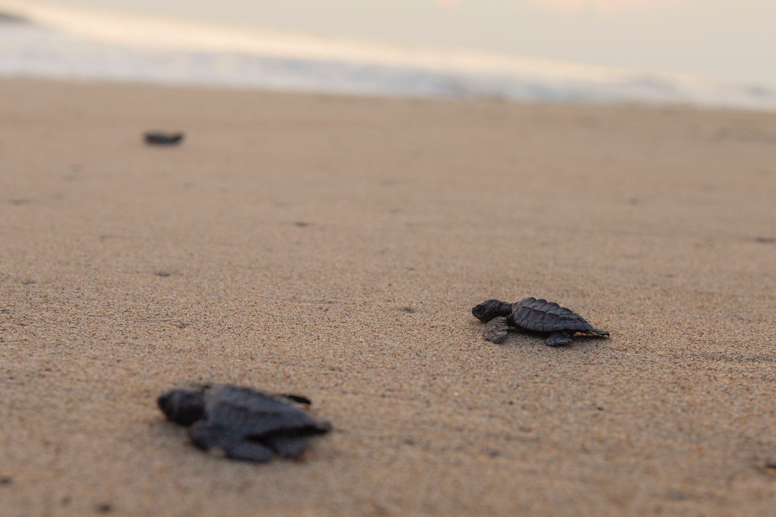 Foto - Hotel Del Profe, Huatulco