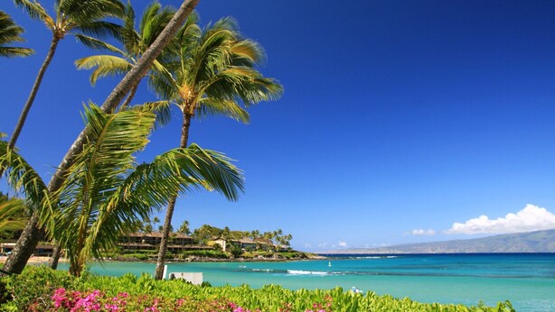 Escena de playa tropical con palmeras, cielo azul despejado y vista al océano.