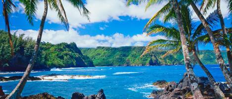 A coastal landscape with palm trees, rocky shoreline, and a view of the ocean.