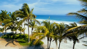 A beach with palm trees and a view of the ocean.
