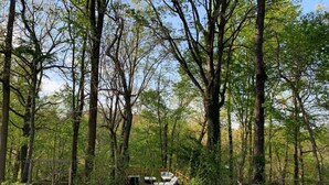 A campsite with a wooden table and chairs, surrounded by tall trees and a grassy area. - Charming 3-bedroom house with WiFi and AC in Arlington (Arlington)