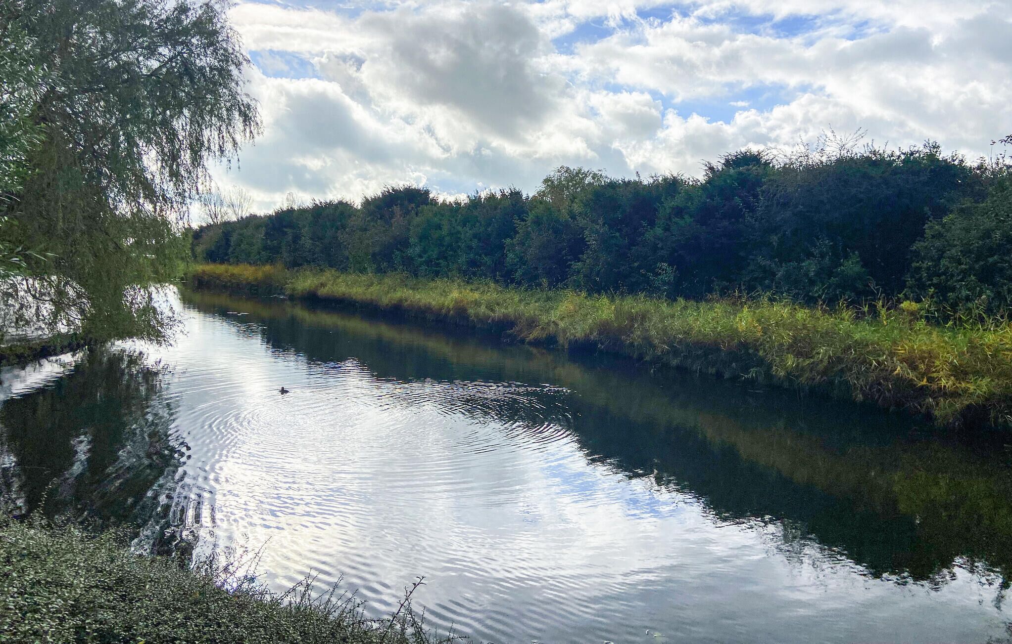 A calm river with dense greenery on both sides.