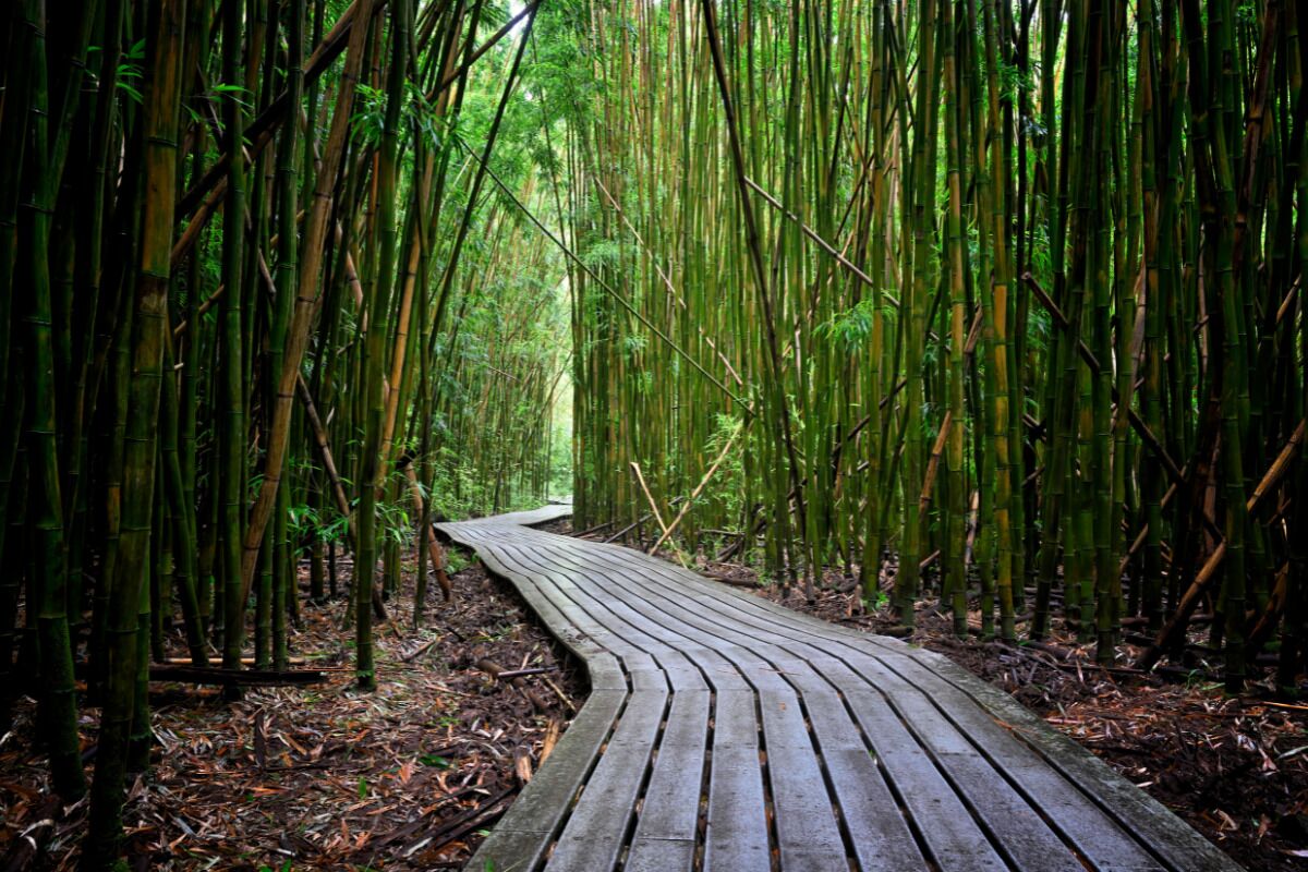 A wooden boardwalk through a bamboo forest.