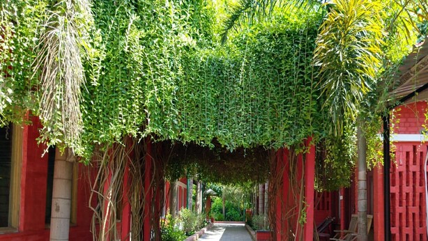A pathway flanked by red buildings with vines hanging overhead. - Green Point Hotels and Resorts (Angul)