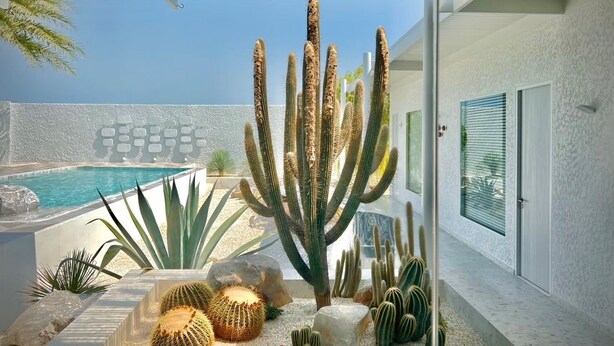 A modern outdoor pool area with a large cactus centerpiece, surrounded by various cacti and rocks, and a clear view of the pool and sky.