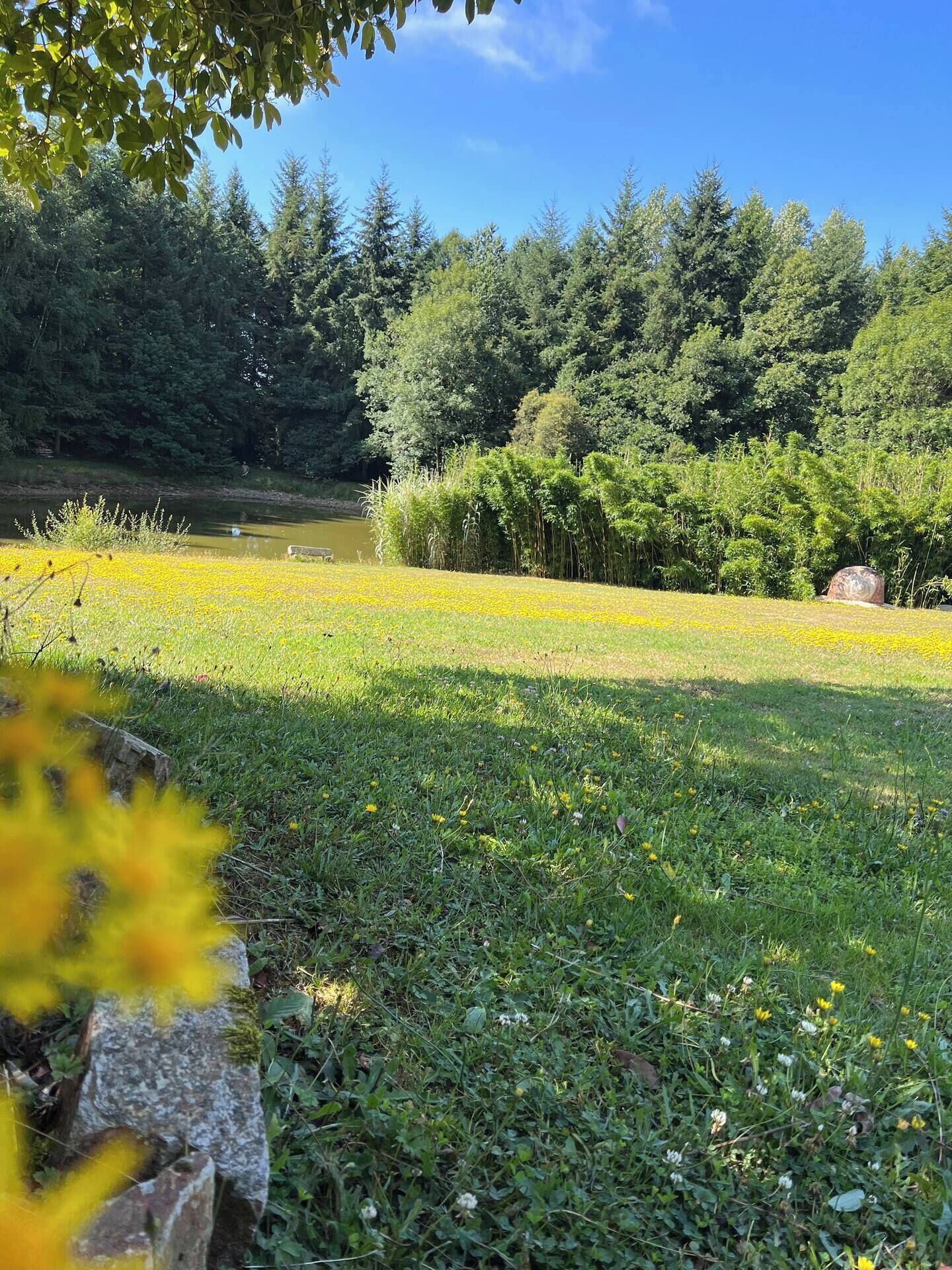 Un paysage naturel comprenant une rivière, une forêt dense et une zone herbeuse parsemée de fleurs jaunes.