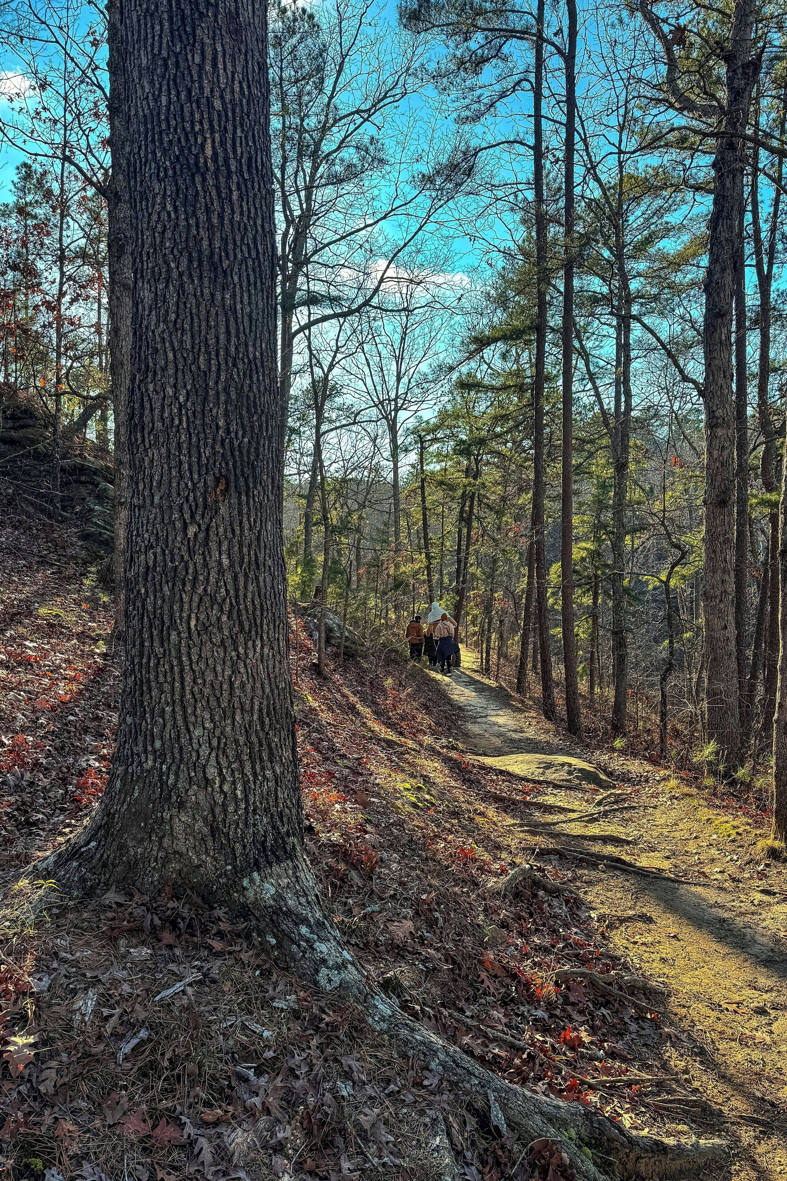 Un sentier bordé d’arbres, avec un grand tronc d’arbre sur la gauche et un groupe de personnes qui marchent au loin.