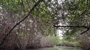 Een smalle waterweg omringd door dichte mangrovebegroeiing.