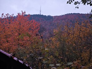 Miscellaneous - Cozy studio in brilliant Brașov with WiFi access (Brașov)