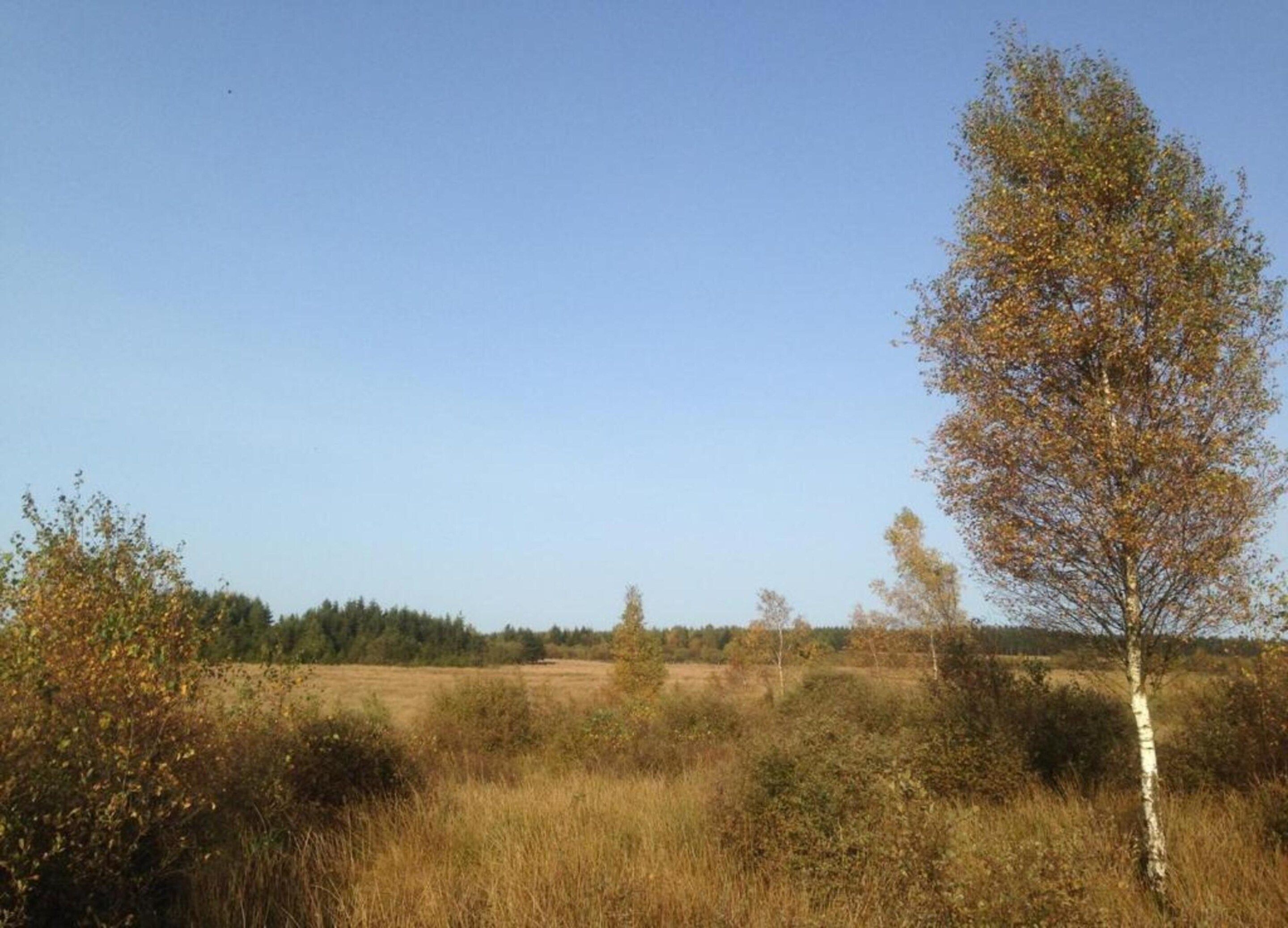 Eine natürliche Landschaft mit blauem Himmel, einem Feld und einem Baum mit weißer Rinde.