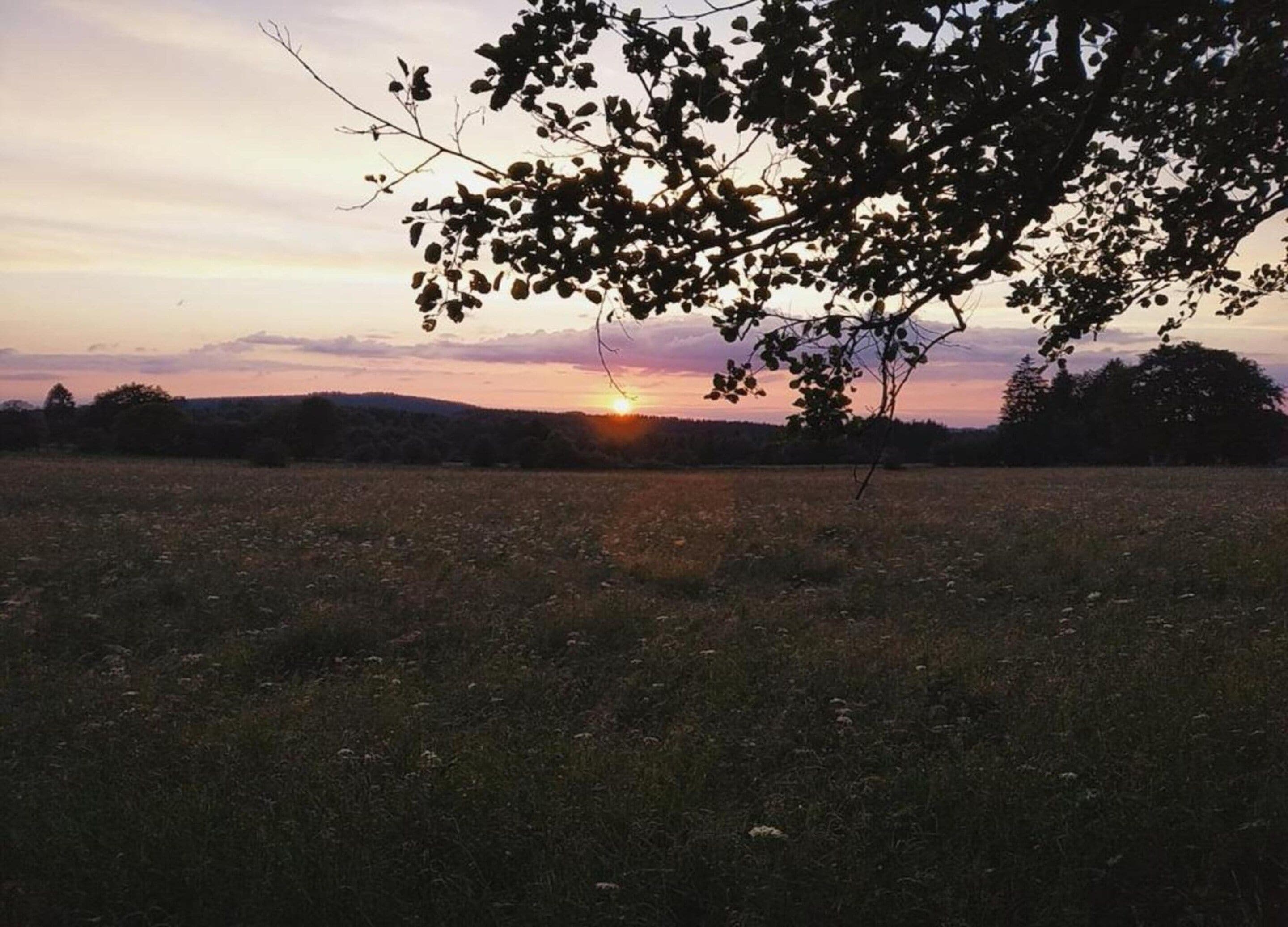 A field with a tree in the foreground and a sunset in the background.