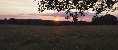 A field with a tree in the foreground and a sunset in the background.