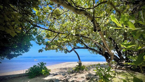 Une plage avec un arbre qui offre de l’ombre, une vue dégagée sur l’océan et un sentier sablonneux menant à l’eau.