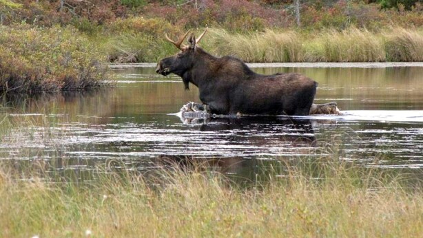 A moose in a river surrounded by dense forest.