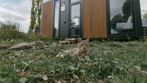 Un gato descansando sobre la hierba frente a un edificio moderno de madera y vidrio.