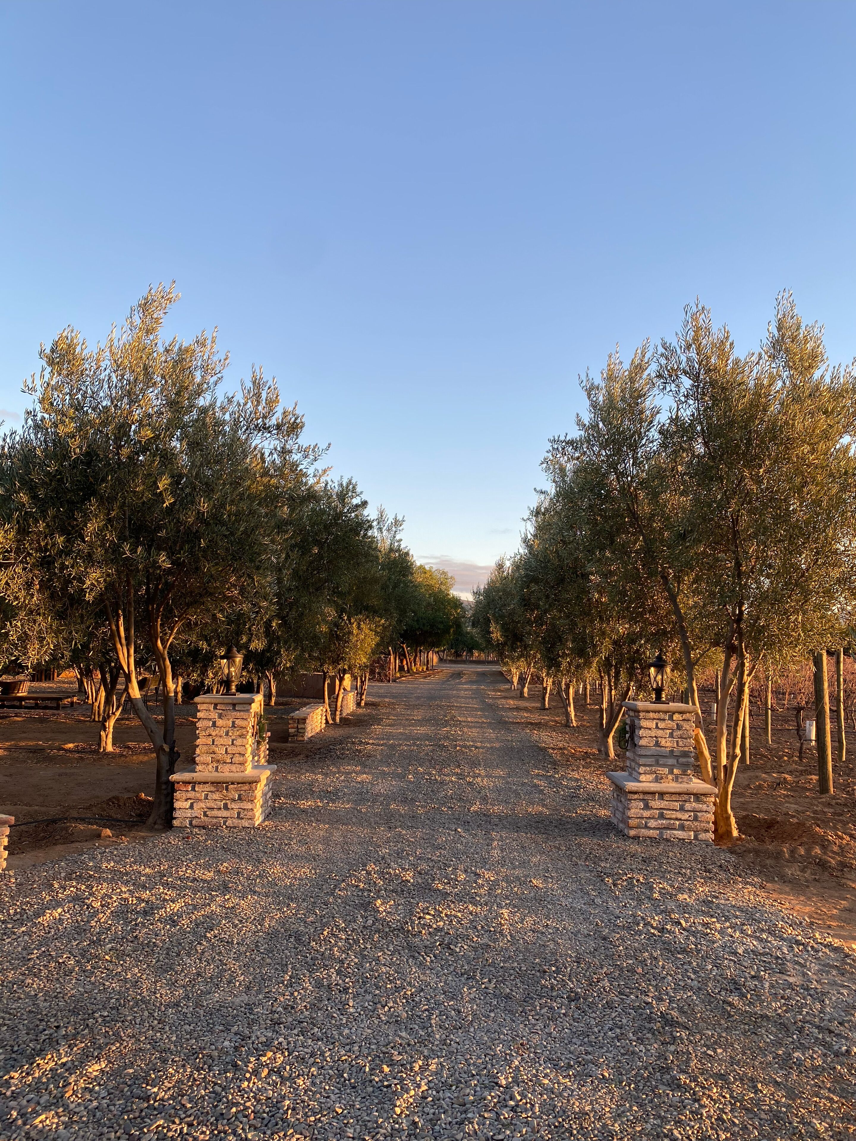 A gravel pathway flanked by olive trees and stone lanterns, leading towards a distant horizon.