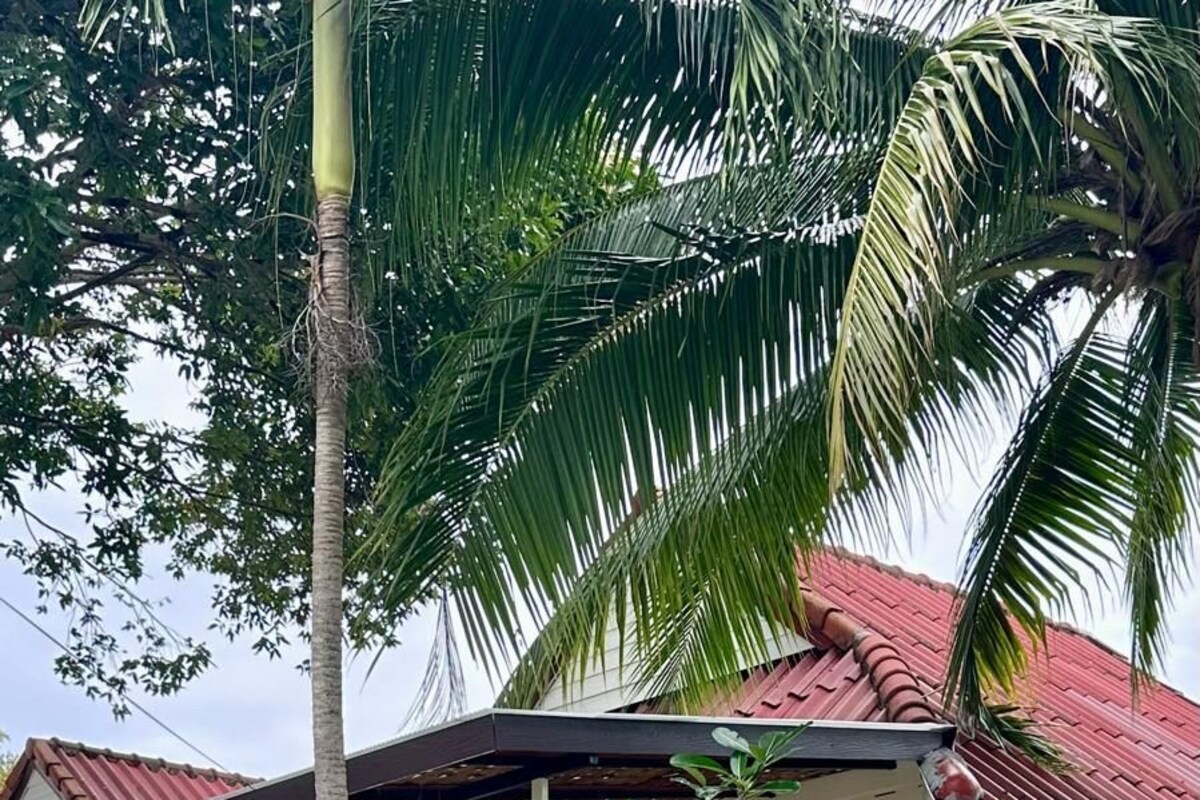 A two-story house with a balcony, surrounded by lush greenery and a palm tree.