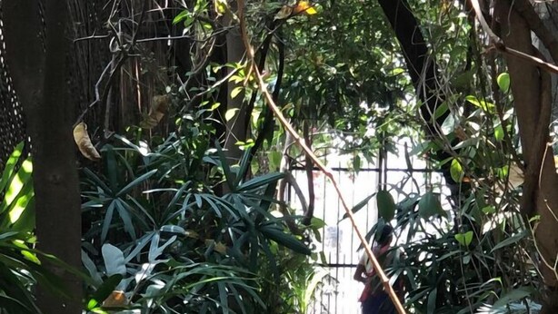 Un sendero estrecho rodeado de abundante vegetación que conduce a una estructura con una puerta metálica.