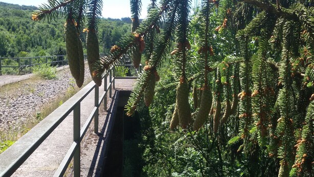 A bridge with a railing, surrounded by dense green foliage and trees.