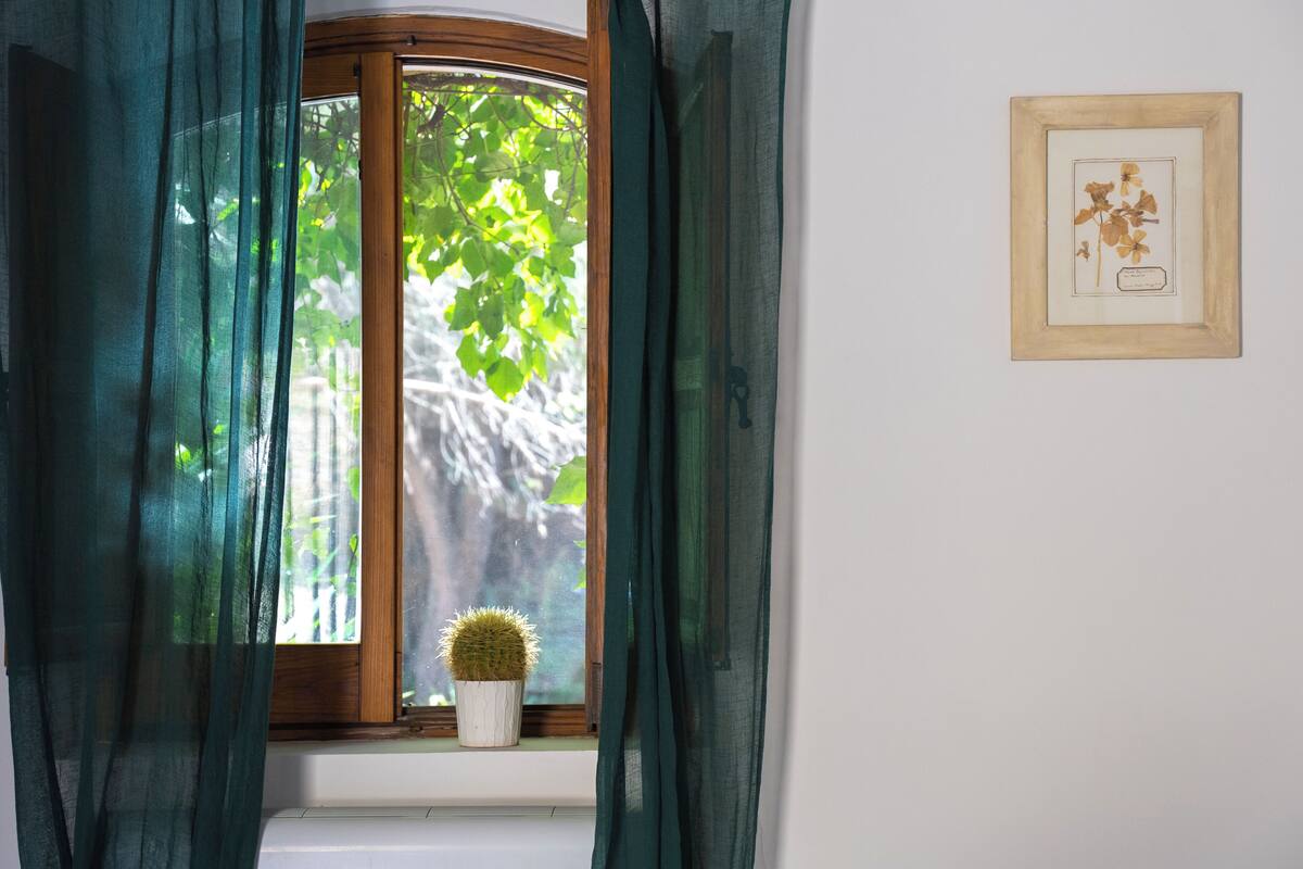 A window with a potted cactus, sheer curtains, and a framed botanical print on the wall.