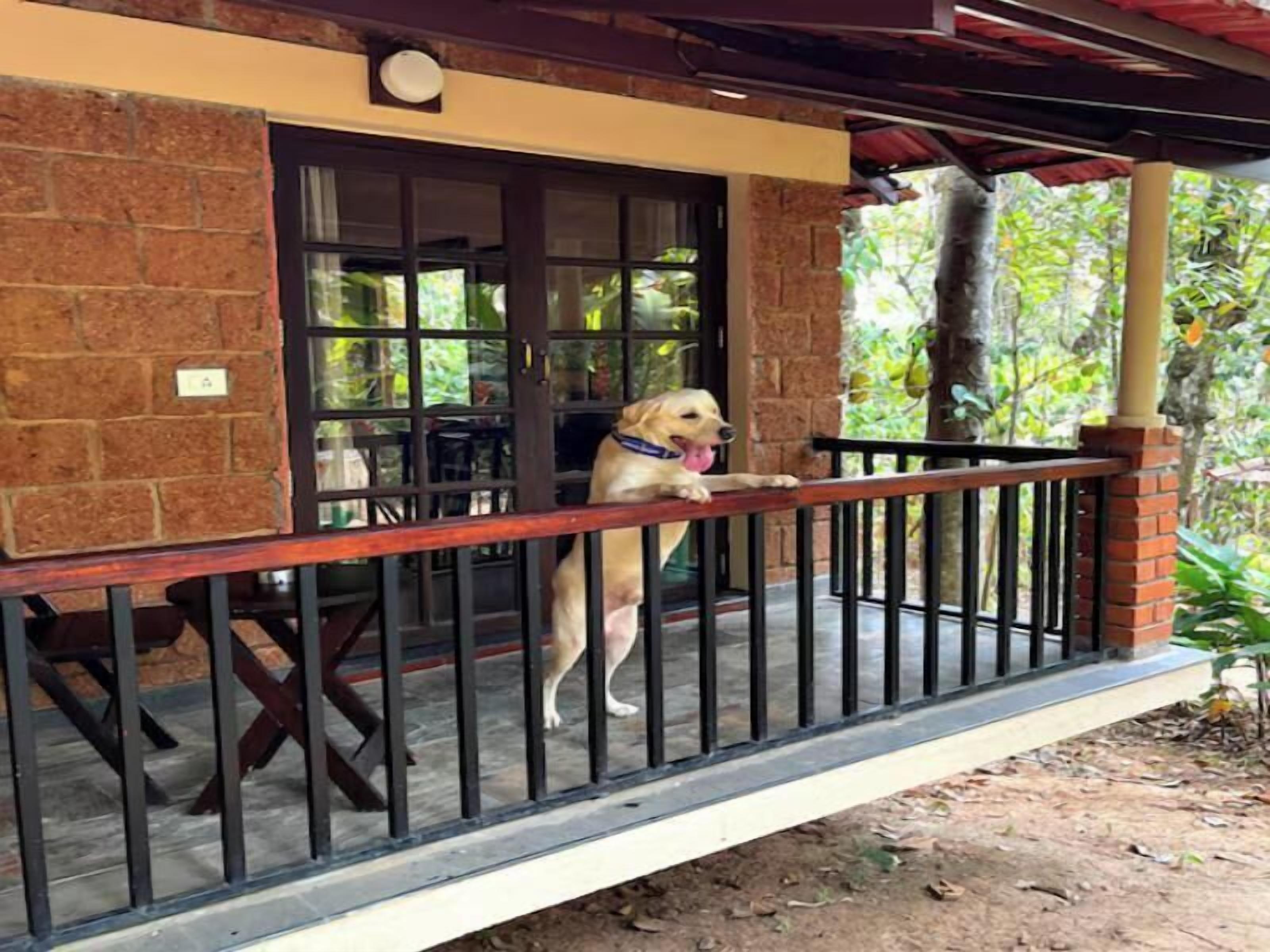 A dog on a balcony with a brick wall and a wooden railing.
