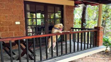A dog on a balcony with a brick wall and a wooden railing.