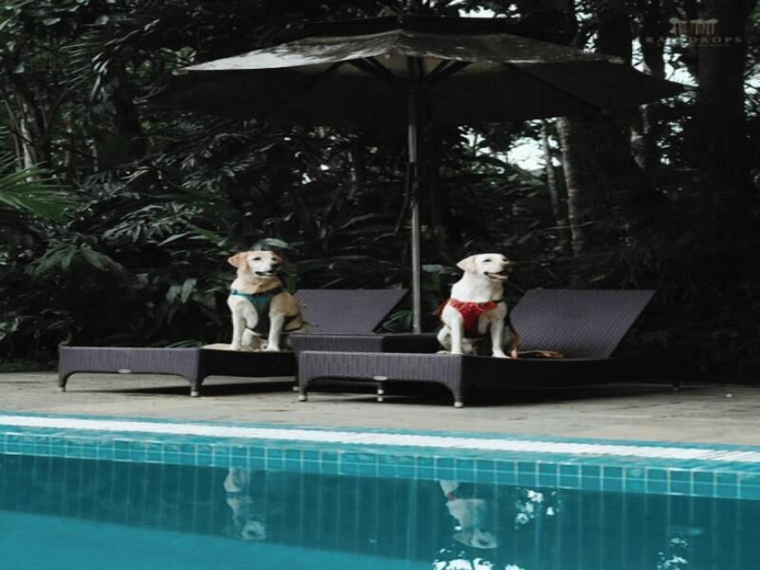 Two dogs sitting on lounge chairs by a poolside, with a palm tree and a canopy overhead.