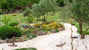 A garden pathway with a variety of plants and trees, surrounded by white pebbles and a clear sky. - Villa Kiara (Unesic)
