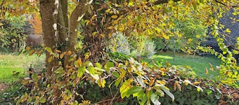 Le coeur de meaulne