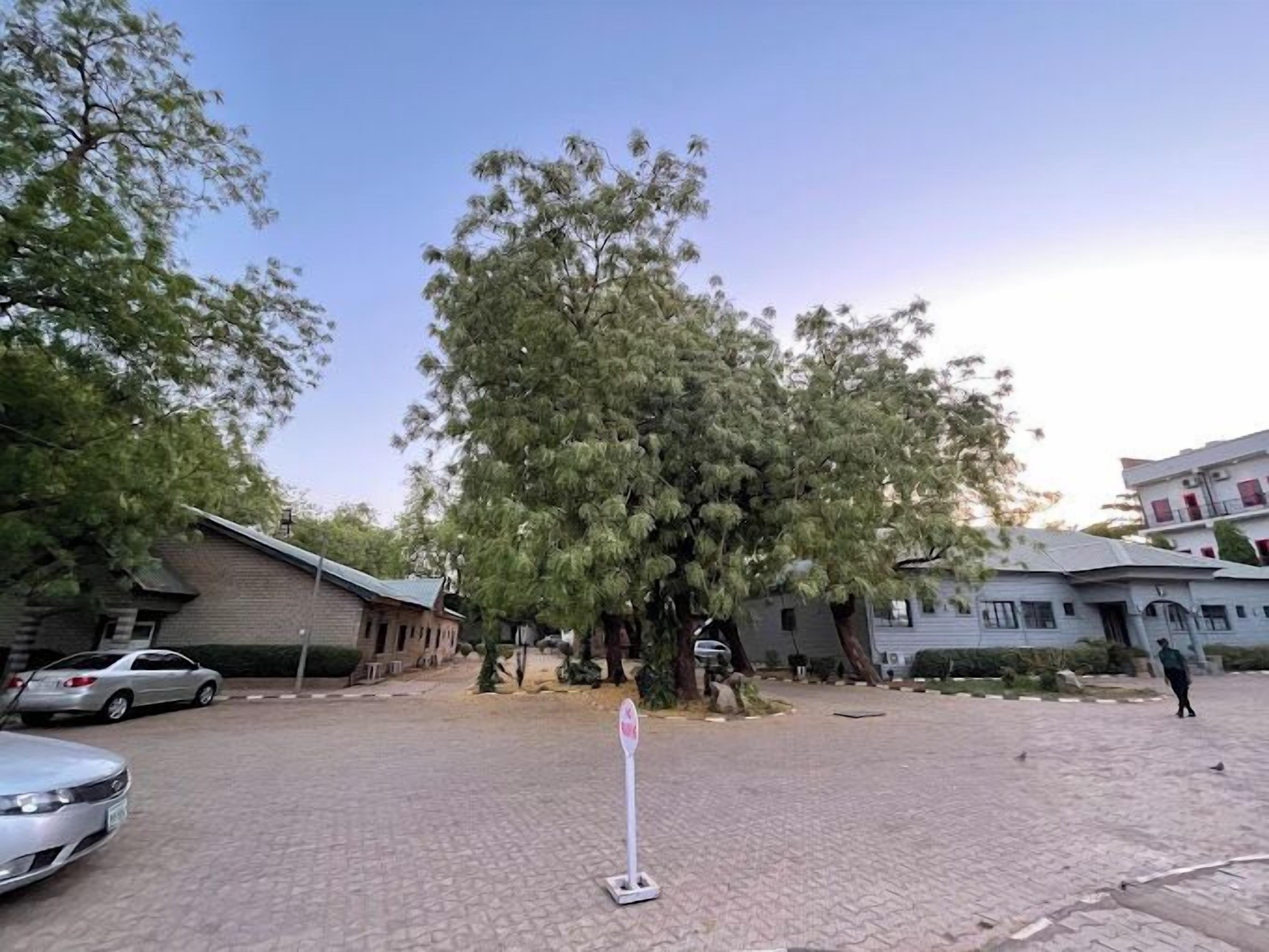 A paved area with a large tree, a stop sign, and buildings in the background.