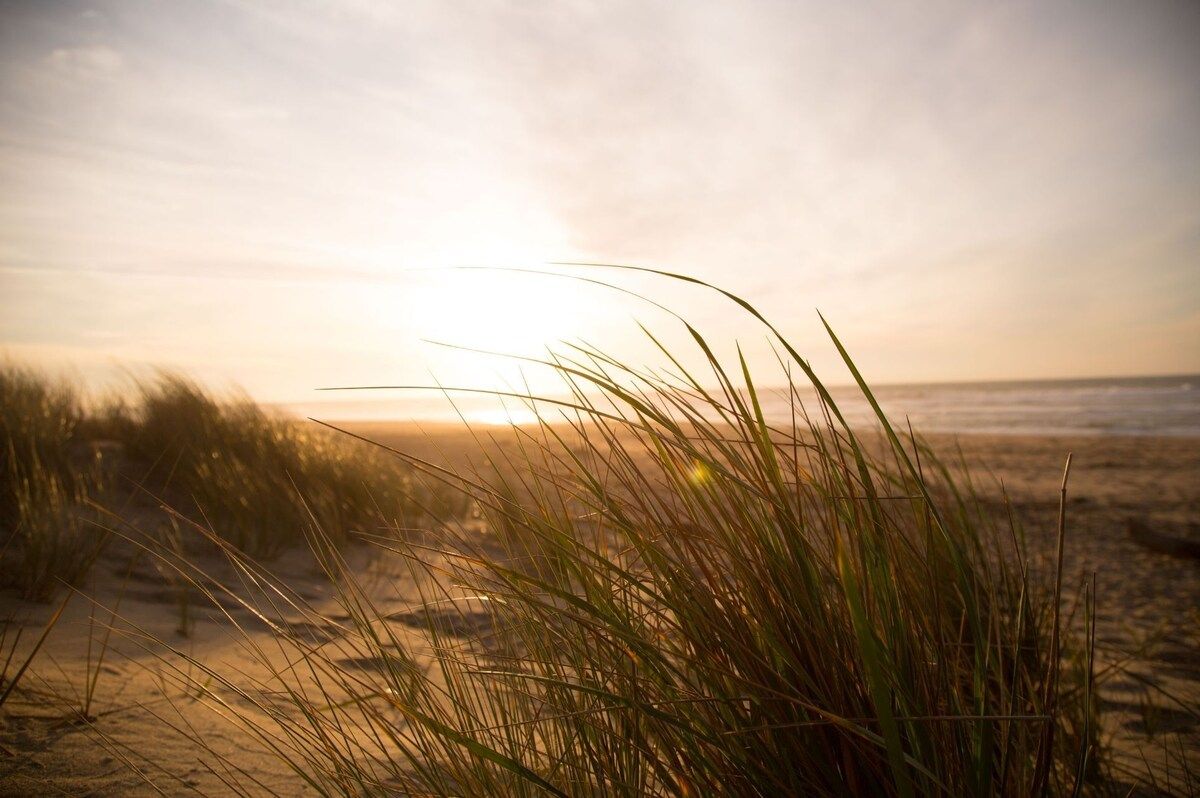 Une scène de plage avec des dunes de sable et des herbes au premier plan.