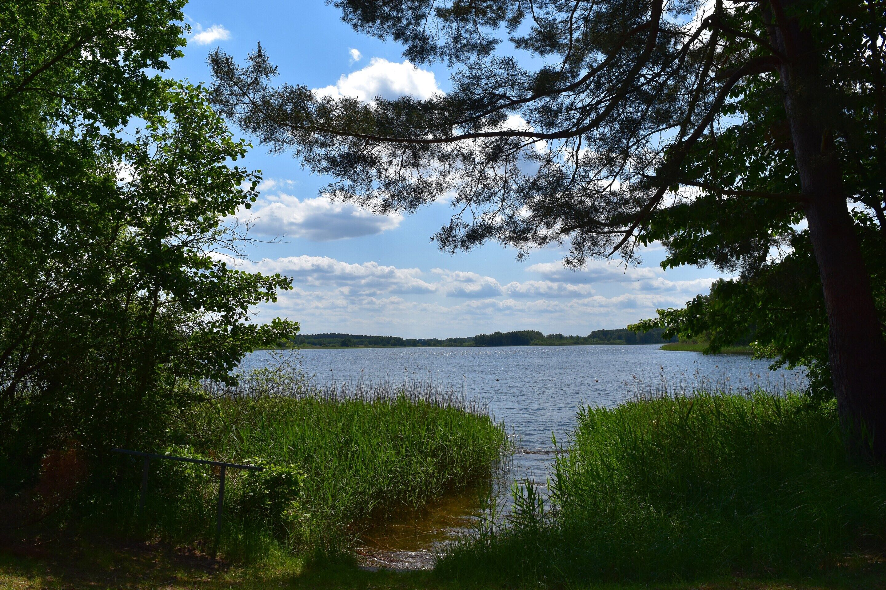 Um lago rodeado por árvores e vegetação.