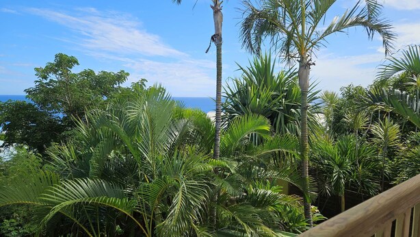 Un jardin tropical luxuriant, avec différentes espèces de palmiers et une végétation abondante, qui offre une vue sur une étendue d’eau.
