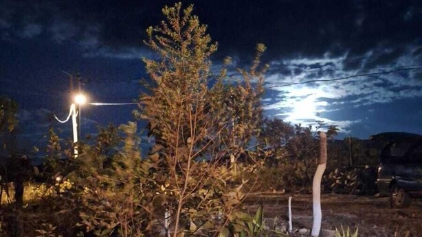 A nighttime outdoor scene with a small tree and a streetlight. - Casa Donjá (Serro)