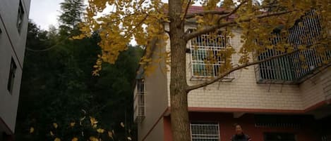 Un patio con un árbol, un edificio con rejas en las ventanas y una persona de pie.