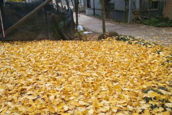 A ground covered with yellow leaves, a black netting structure, and a concrete path. - Wang Xing Hotel (Nanxiong)
