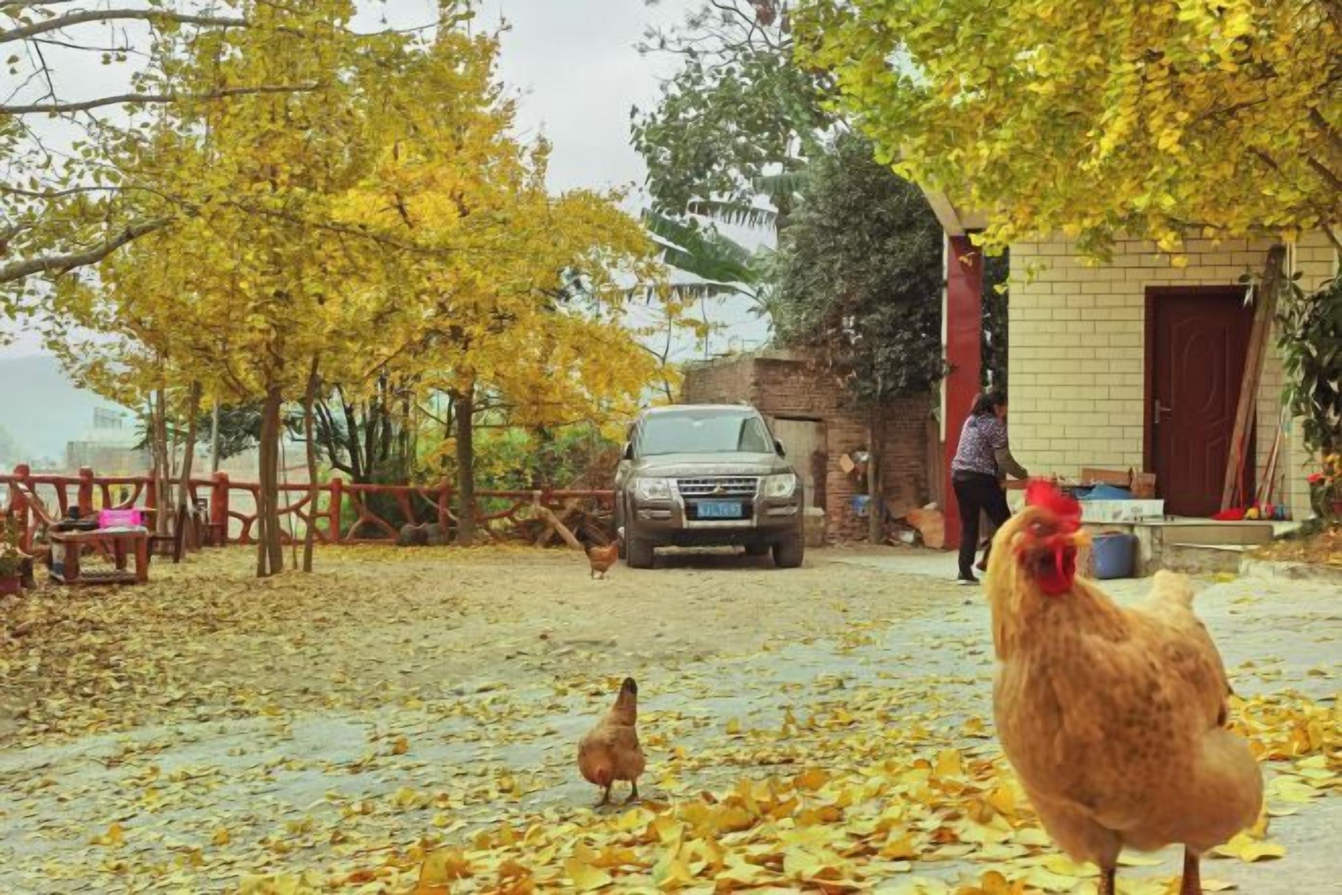 Entorno rural con una gallina, una persona y un vehículo estacionado.