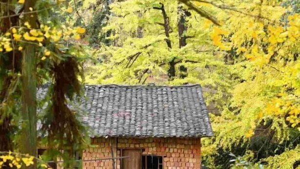 A traditional brick house with a tiled roof, surrounded by dense foliage and trees. - Wang Xing Hotel (Nanxiong)