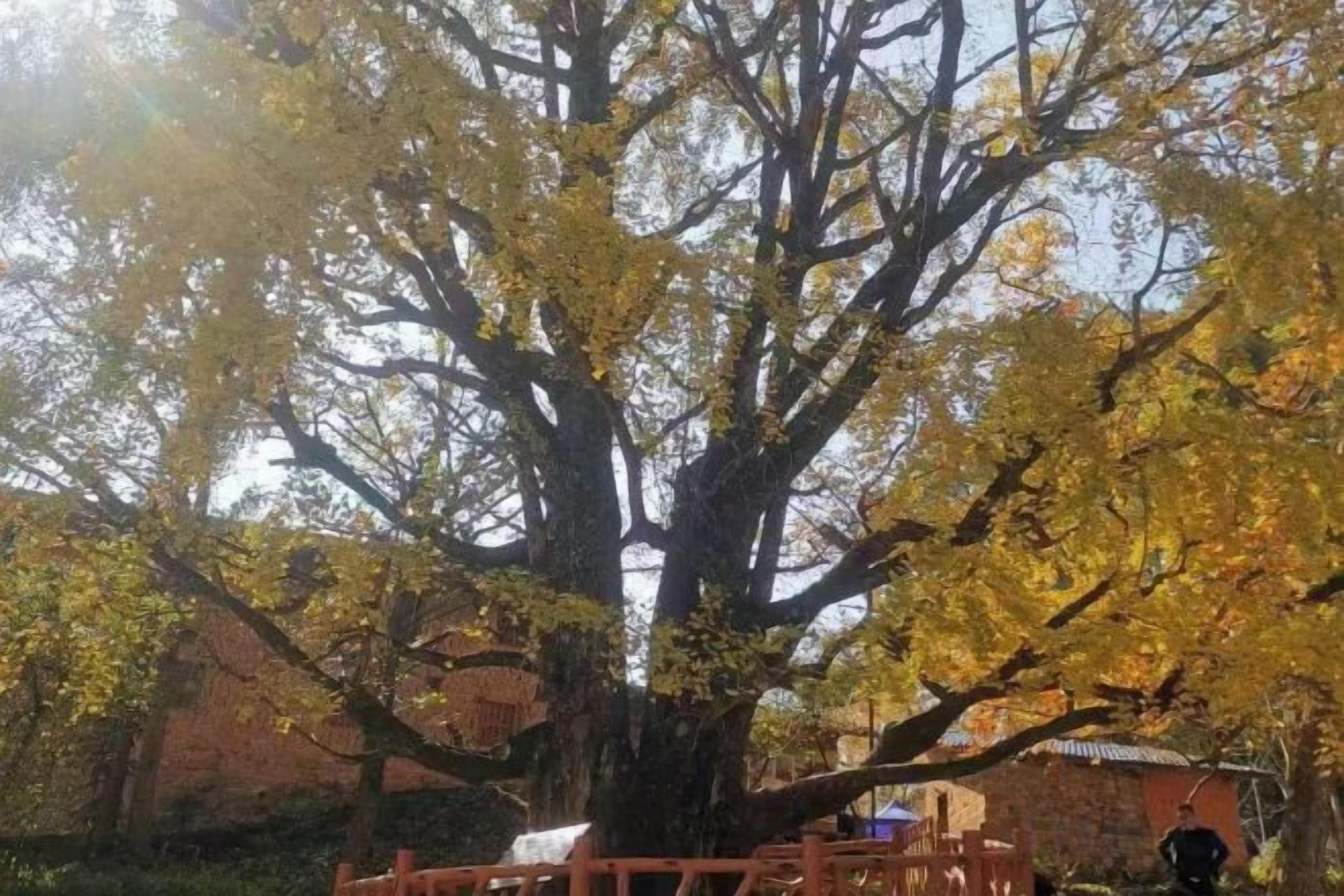 Un grand arbre aux feuilles jaunes se trouve dans une cour.