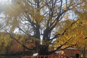 A large tree with yellow leaves in a courtyard. - Wang Xing Hotel (Nanxiong)