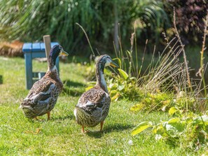 Miscellaneous - The Retreat - UK48331 (Lifton)