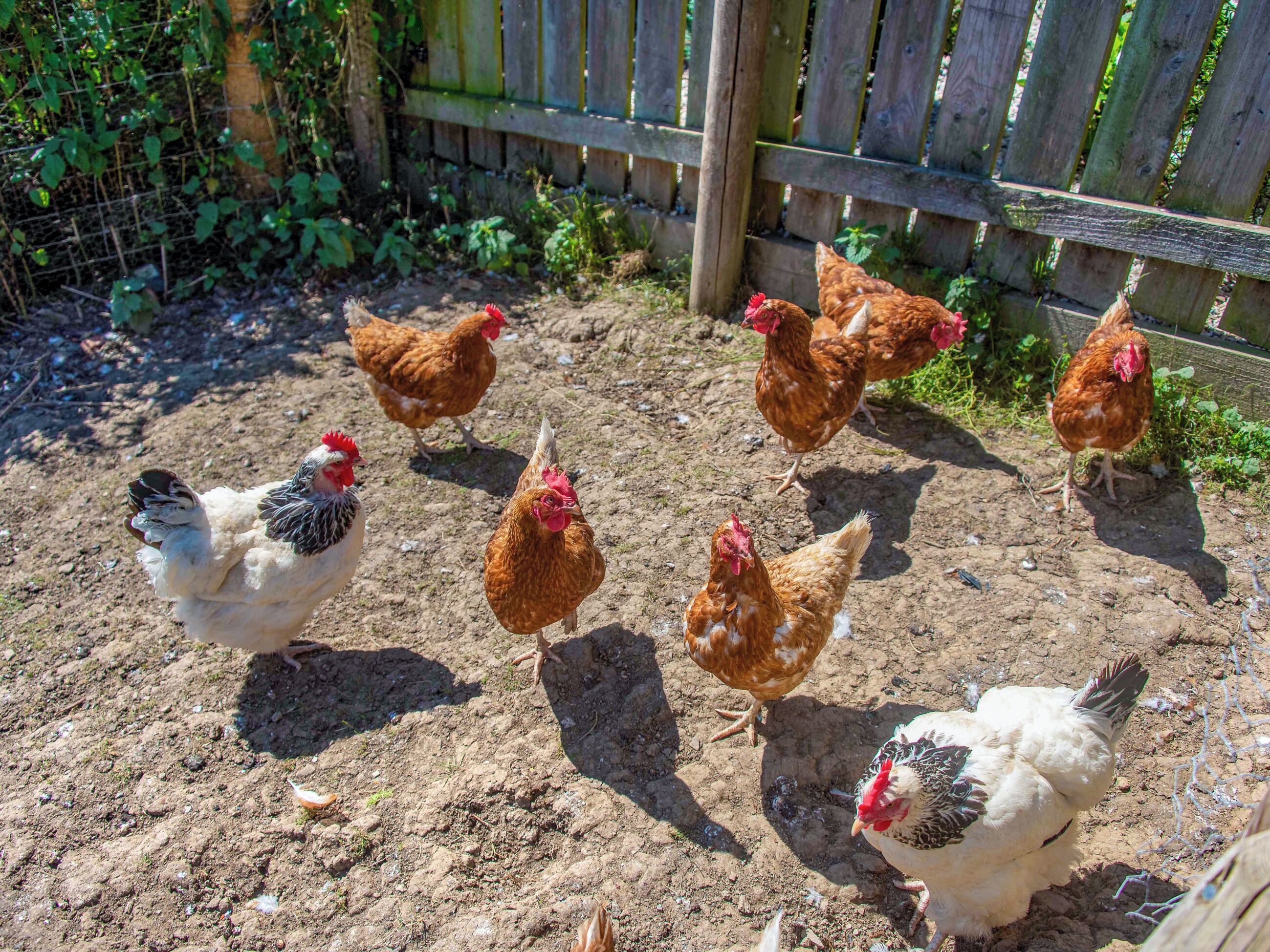 A group of chickens in a fenced outdoor area with a dirt ground.