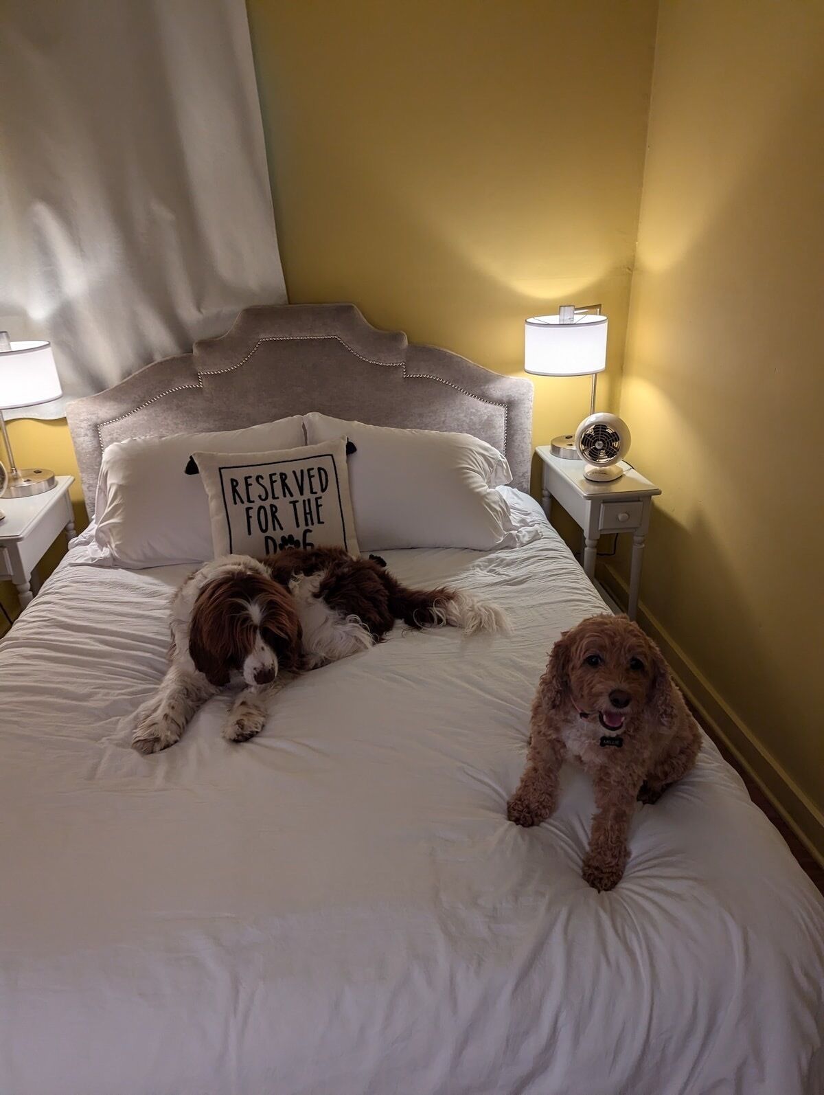 A bed with two dogs, a pillow with text, and bedside lamps.